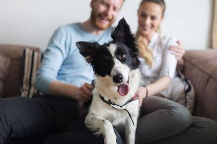 animais-de-estimacao-sao-bons-presentes