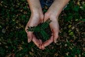 hoje-e-o-dia-mundial-do-meio-ambiente